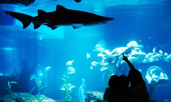 Busan Landmark Package Ticket