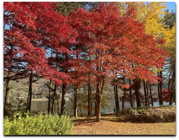 Seoul-Nami Island round-trip shuttle bus ticket