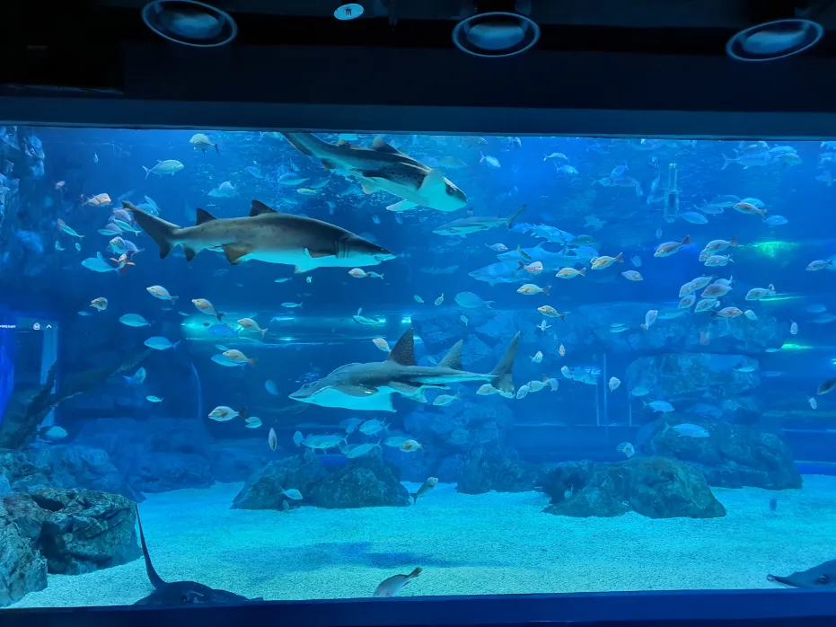 Aqua Planet Gwanggyo admission ticket