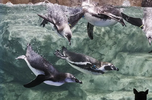 Aqua Planet Gwanggyo admission ticket