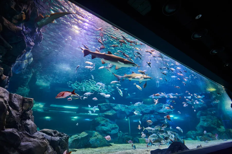 Aqua Planet Gwanggyo admission ticket