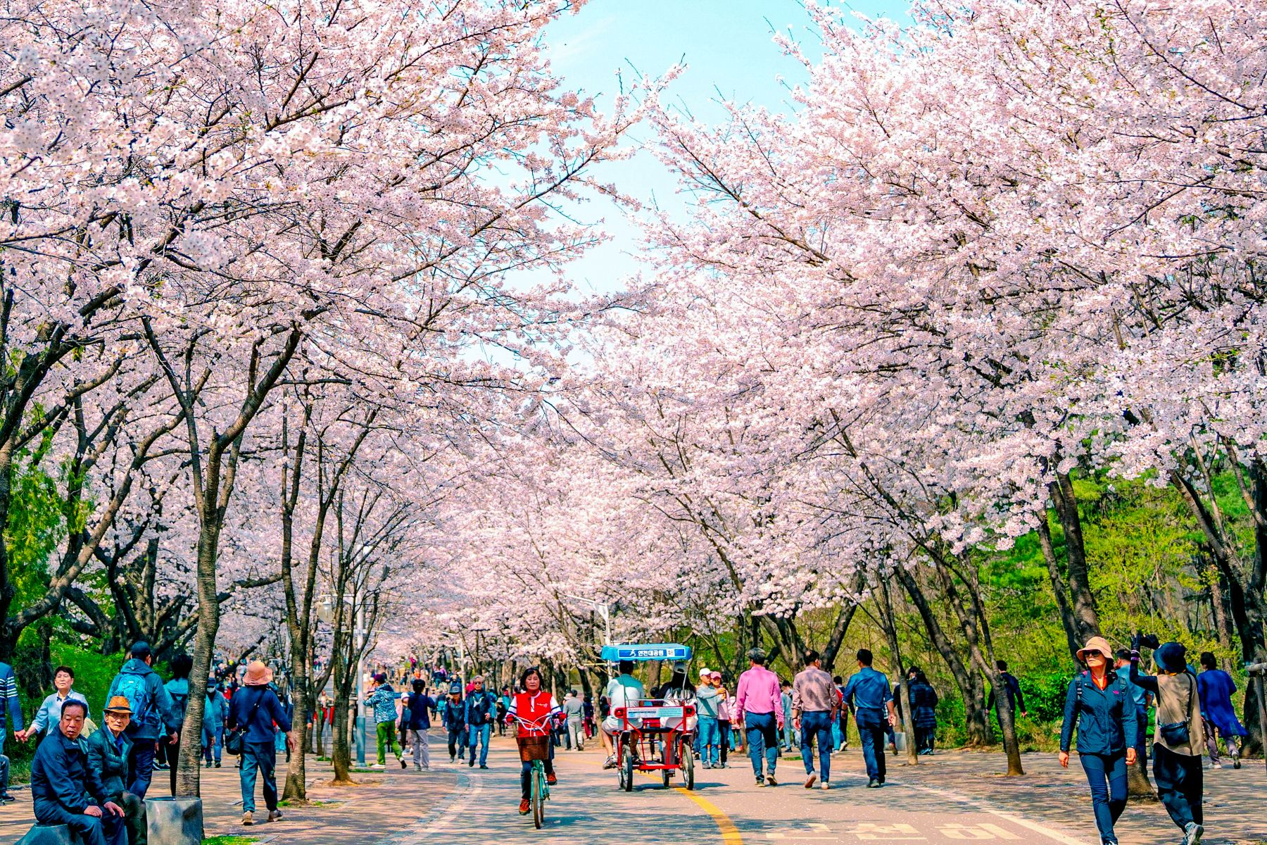 korea-blossom-unsplash.jpg