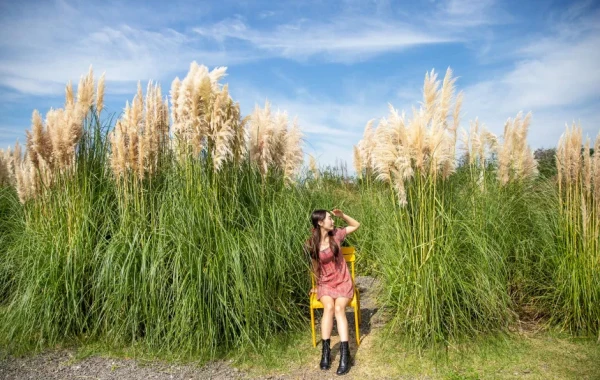 [Jeju] Camellia Hill