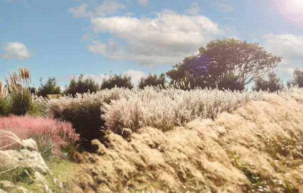 [Jeju] Camellia Hill