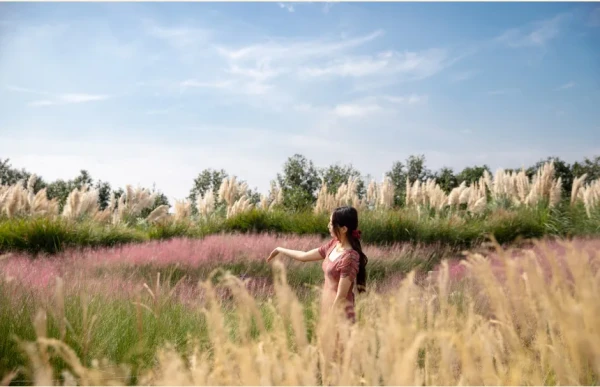 [Jeju] Camellia Hill