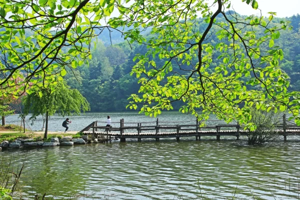 Nami Island Admission Ticket (QR Code Direct Entry)