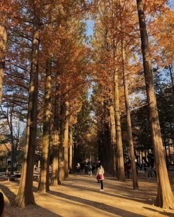 Seoul-Nami Island round-trip shuttle bus ticket