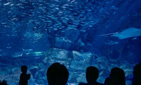 SEA LIFE COEX, Seoul Aquarium Official Tickets