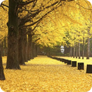 [Creatrip Only] 2025 Changdeokgung Moonlight Tour | Foreigners Only