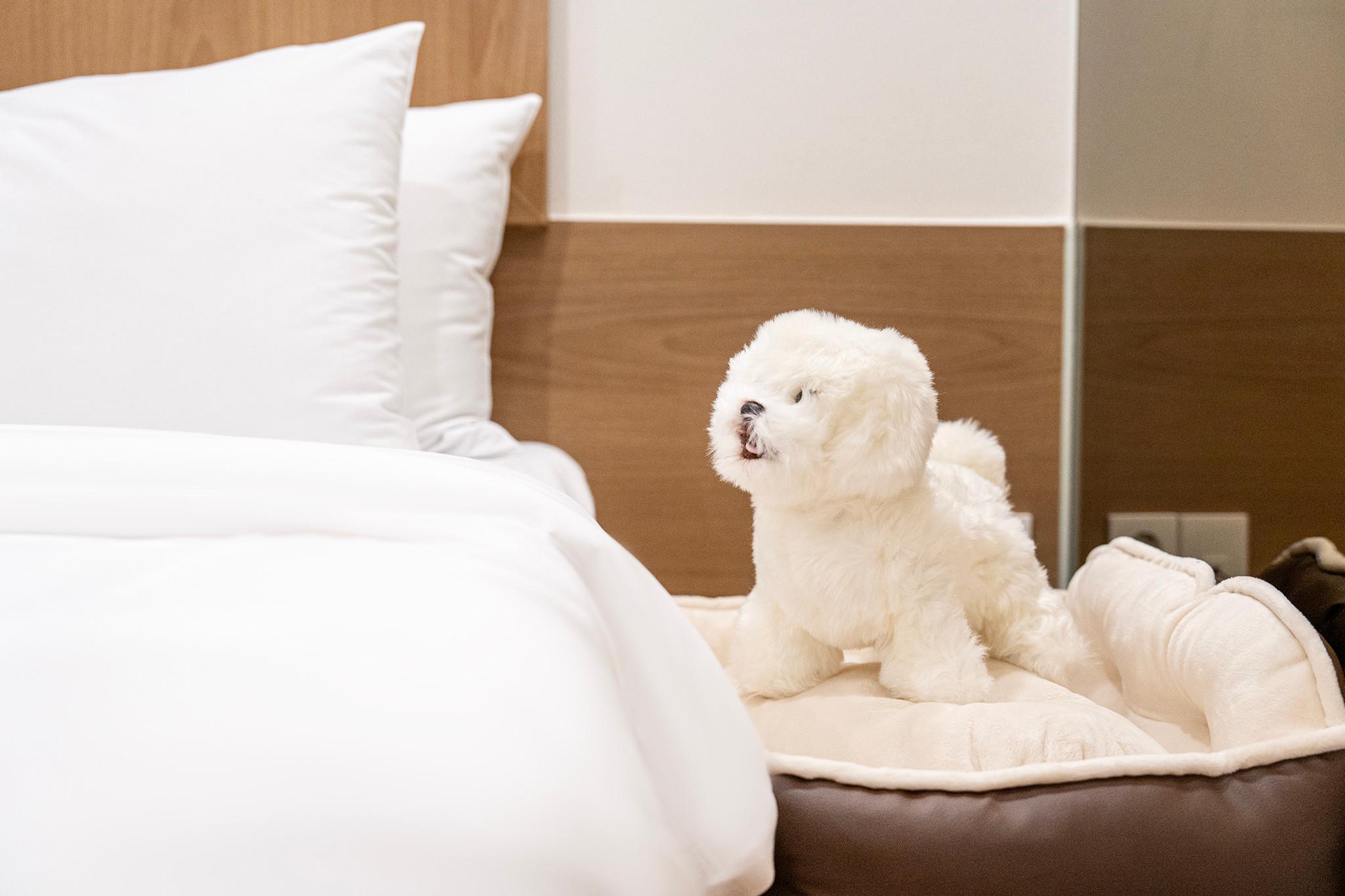 Standard Double (1st floor pet-friendly room, free breakfast provided (additional charge applies